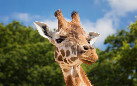 Podcast: Do Animals in the Wild Get Drunk?