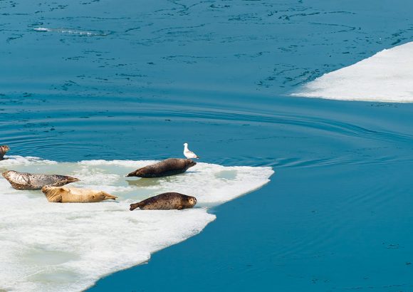 Preserve the Water: Think  outside the sink!