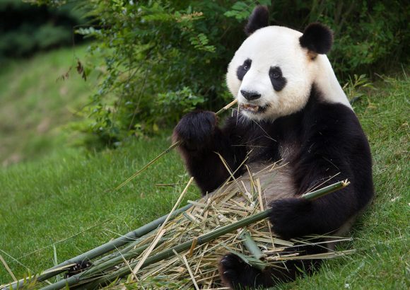 Let’s Help the Endangered Species Today